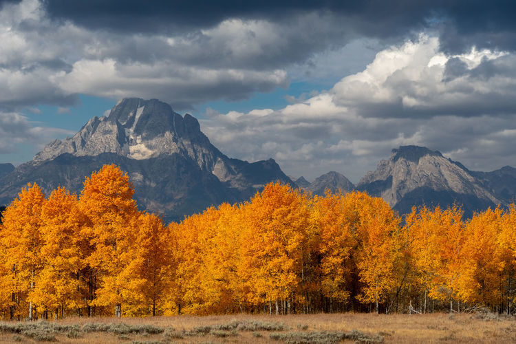 Trees on landscape against sky during autumn
