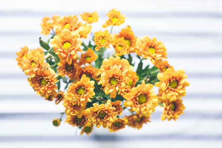 Close-up of yellow flowers blooming outdoors