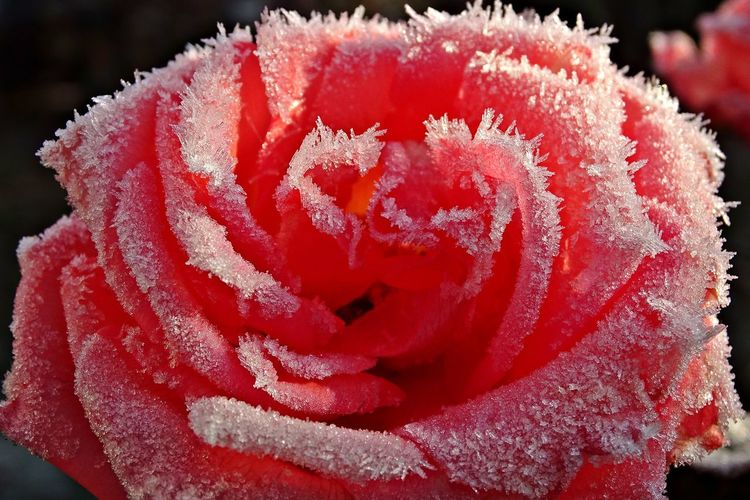 Close-up of red rose on snow covered plant