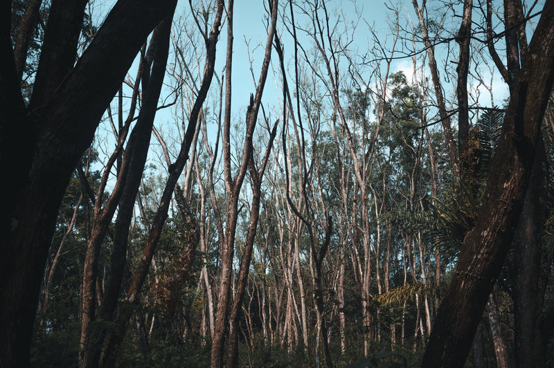Low angle view of trees in forest against sky