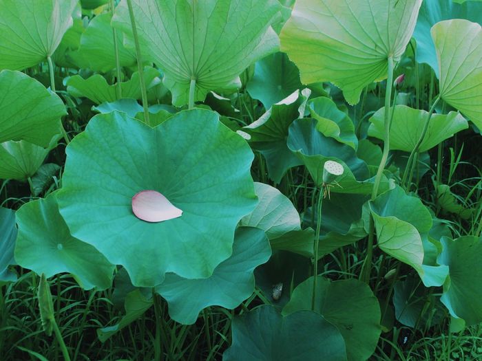 Close-up of plant