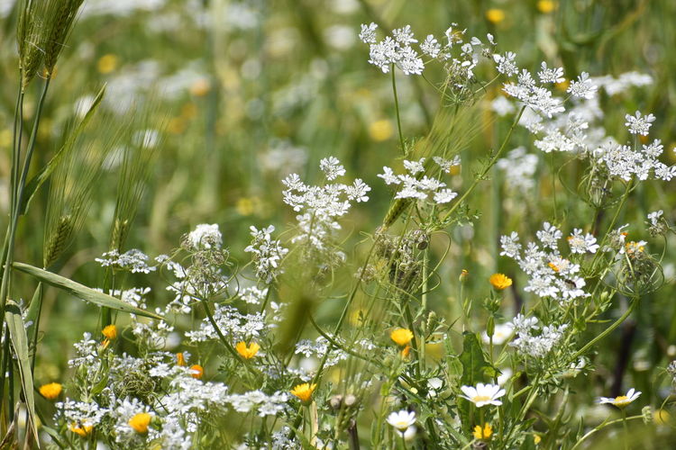Close-up of flowering plants on field or meadow