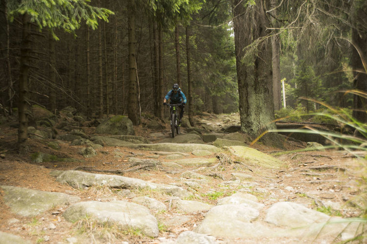 Rear view of man riding bicycle in forest
