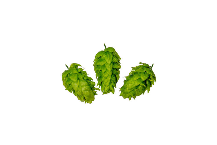 Close-up of leaves against white background