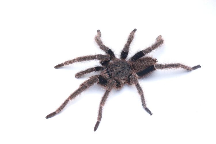 Close-up of spider on white background