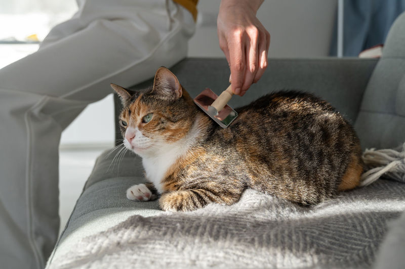 Closeup of female combing fur cat with brush, sitting on sofa. cat grooming, combing wool