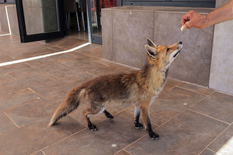 Cropped hand feeding fox