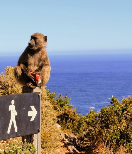 Monkey sitting on a tree by sea against sky