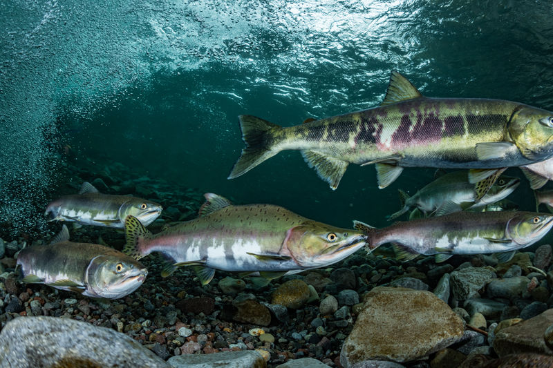 Pink salmon's run in rausu, hokkaido , japan