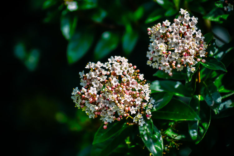 Close-up of plant