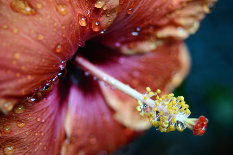 Close-up of orange wet hibiscus blooming at park