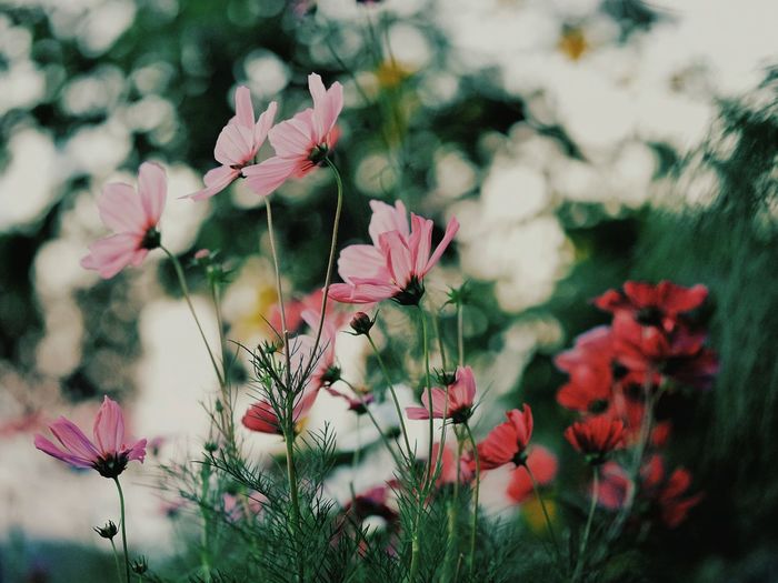 Close-up of pink cosmos flowers blooming at park