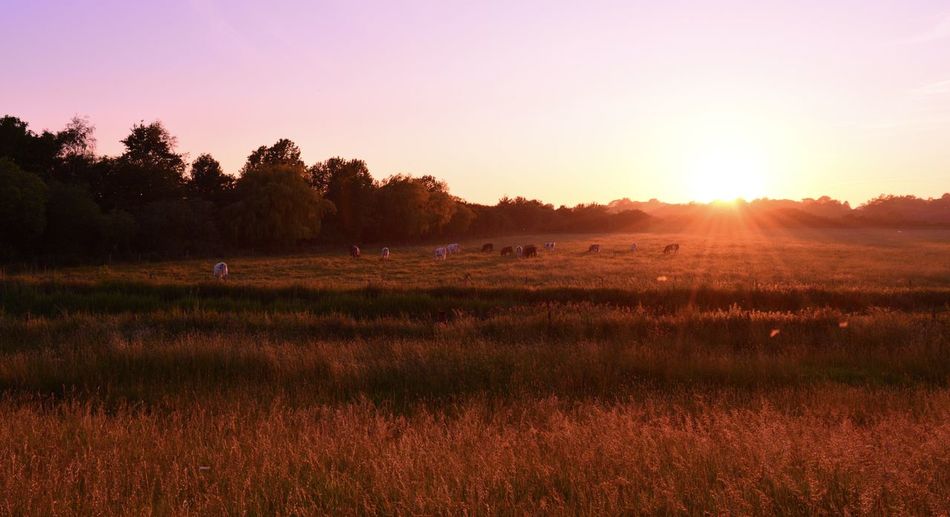 Scenic view of field against sky during sunset