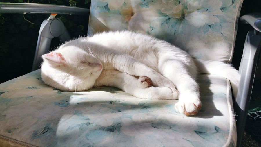 Close-up of white sleeping cat