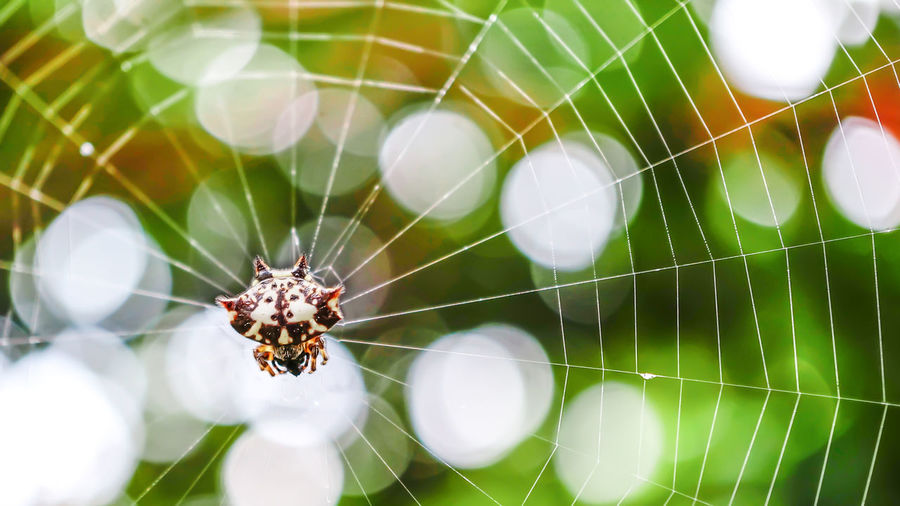 Close-up of spider on web