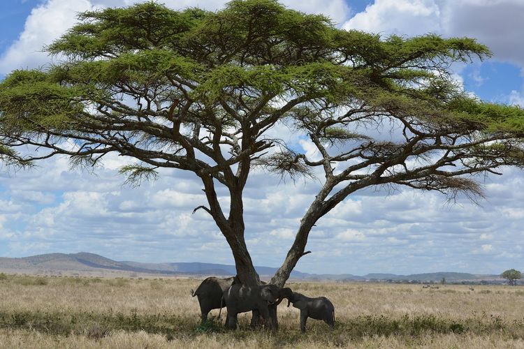 Elephants standing on grassy field by tree against cloudy sky
