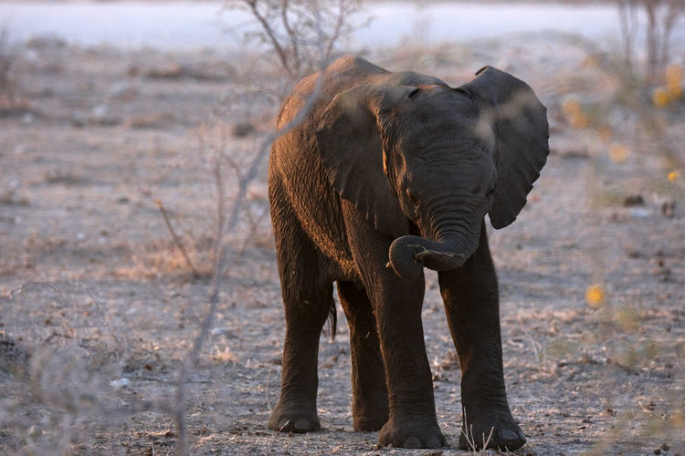 Young elephant in etosha national park, namibia