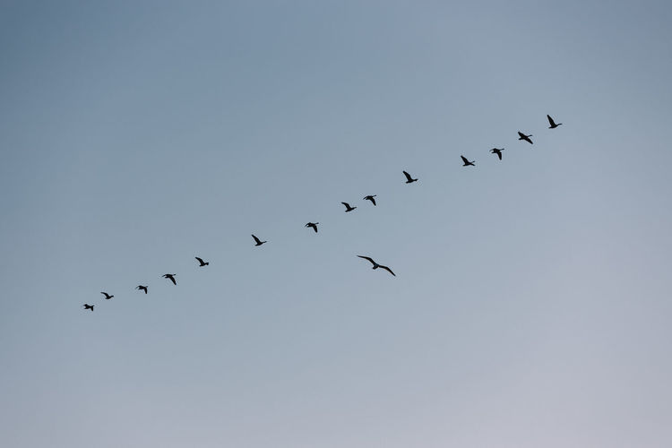Row of geese flying in sky off.
