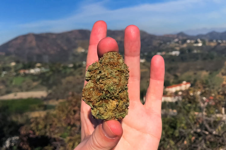 Close-up of hand holding marijuana against mountain