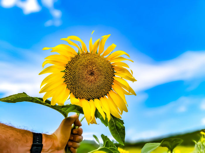 Close-up of yellow sunflower against sky