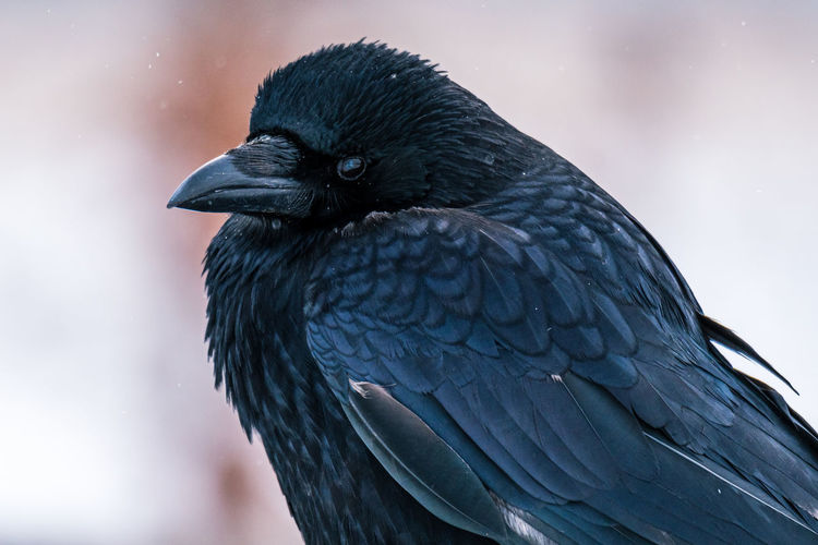 Close-up of a raven