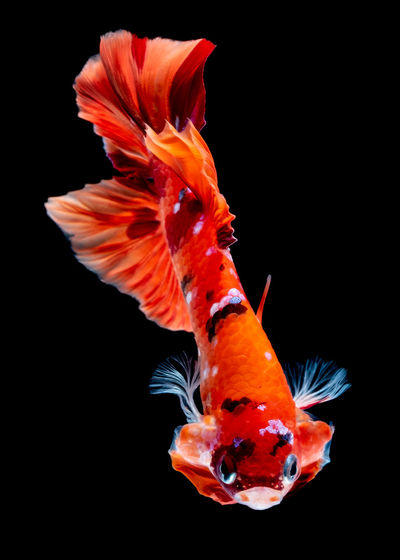 Close-up of orange fish underwater