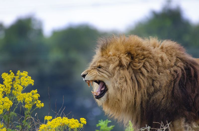 View of lion roaring outdoors