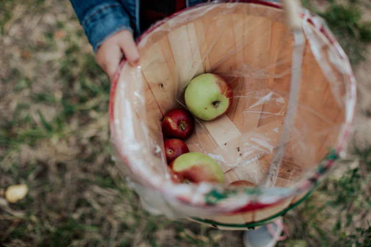 High angle view of woman holding apples in basket