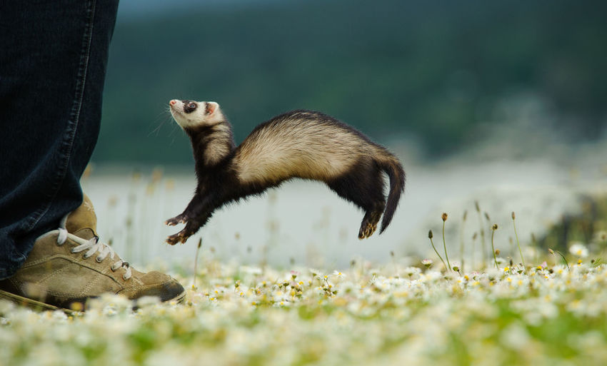 Low section of man and jumping ferret