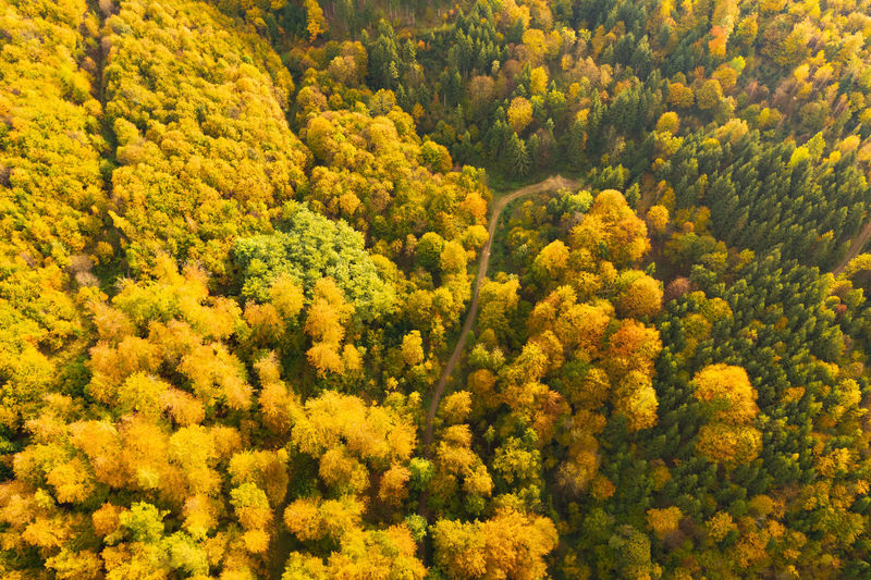 Aerial view of autumn forest in south styrias green hart of austria. view at hiking paths 