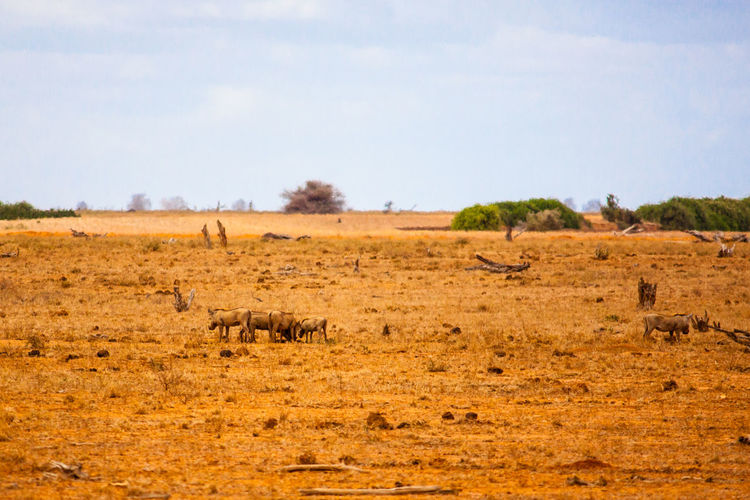 Wild boars on field at tsavo east national park