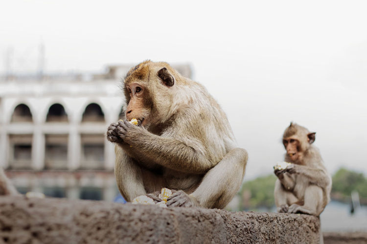 Monkeys sitting looking away against clear sky