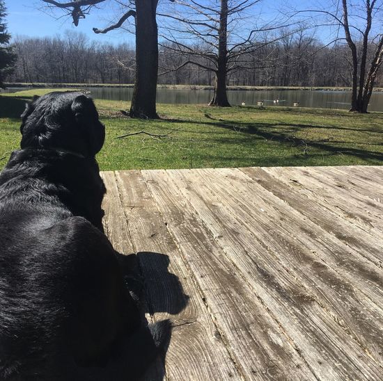Woman with dog on shadow of tree
