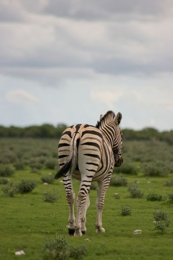 Portrait of wild burchell's zebra equus quagga burchellii from behind etosha national park, namibia.