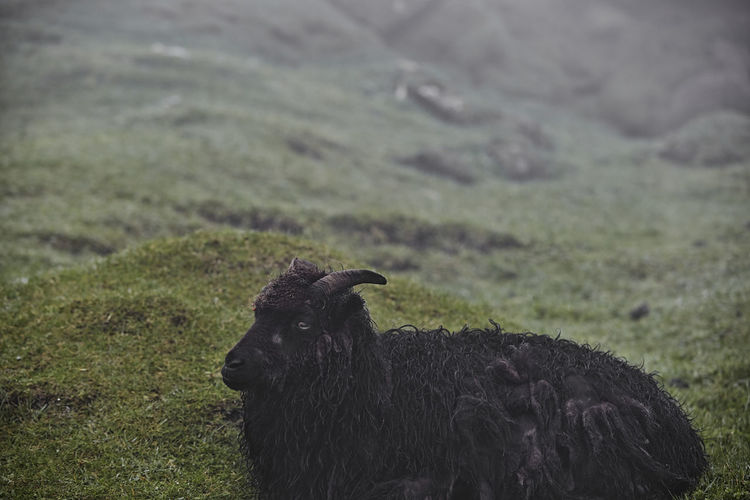 Black sheep resting on grass