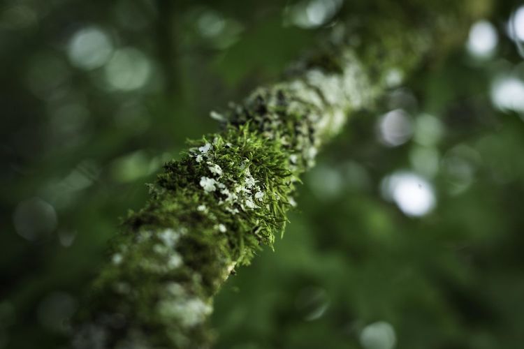 Close-up of fresh green tree