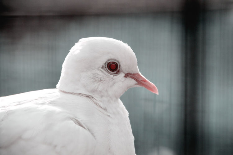 White bird and red eye