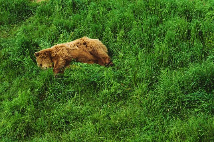 Side view of a cat lying on grass