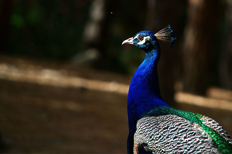 Close-up of peacock on field during sunny day