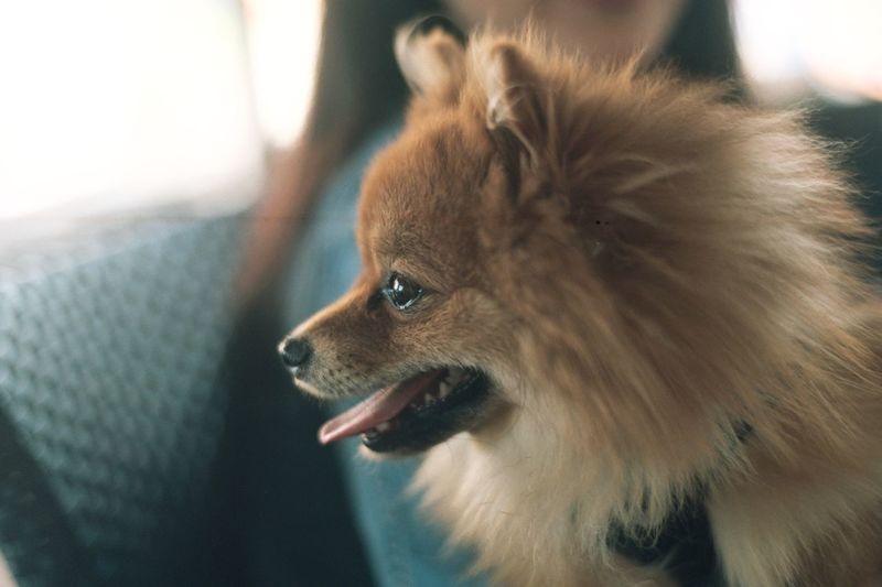 Close-up of dog