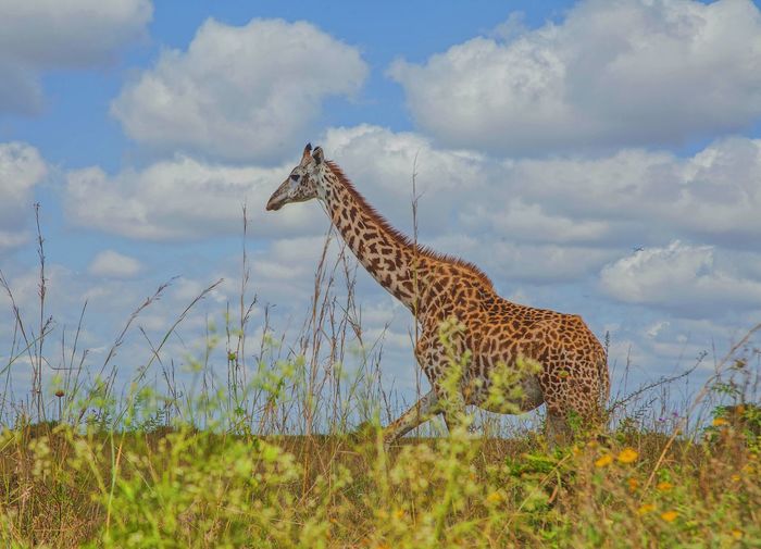 Side view of giraffe on field against sky