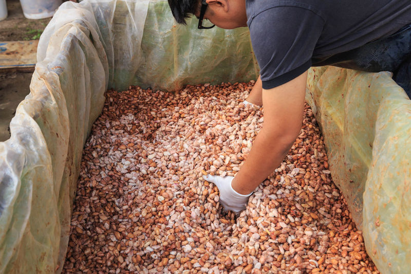 Man collecting cocoa beans in container