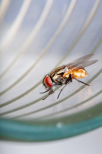 Close-up of fly on glass