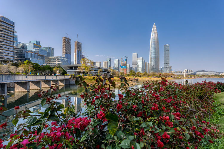 View of flowering plants with buildings in background