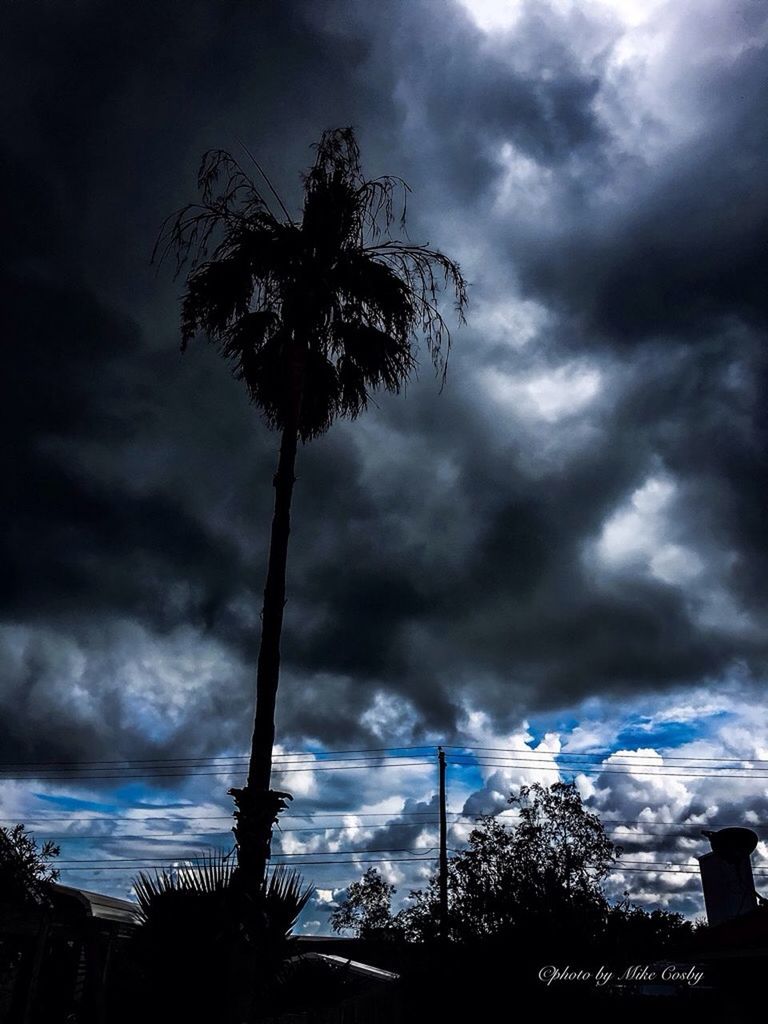 SILHOUETTE OF PALM TREES AGAINST CLOUDY SKY