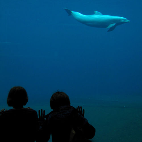 Children watching dolphin at aquarium