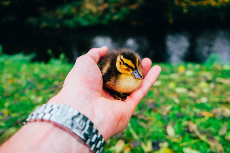 Cropped hand holding duckling