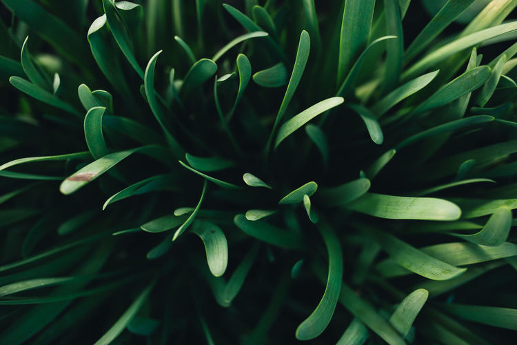Small fresh green garlic leaves with macro effect. high quality photo