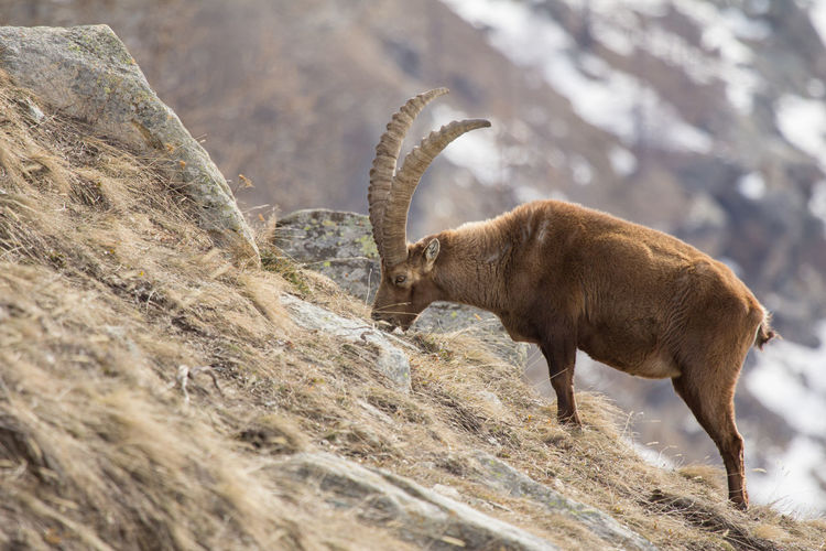 Ibex grazing 