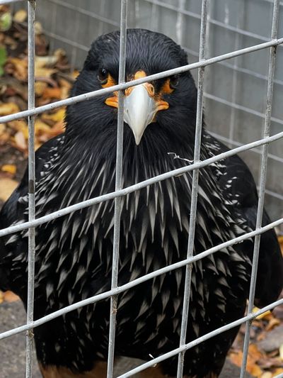 animal